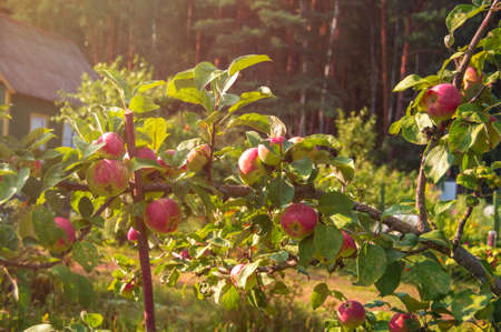 Juicy ripe red apples hang on a branch of an apple tree in the garden. Harvest season concept. Evening time.の写真素材