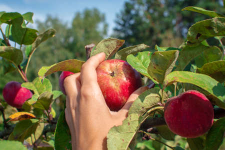 The hand of a young woman picks a ripe red apple from the top of the apple tree.の写真素材
