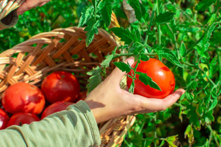 Collecting tomatoes in a basket. Close-up. Agriculture and gardening concept. Focus on tomato.の写真素材