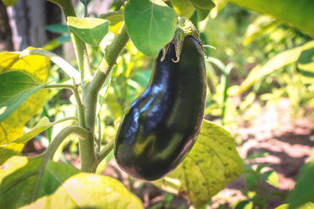 Eggplant or aubergine grow in the bed close-up view on a sunny summer day. Large purple eggplant fruit on the branch. Organic vegetables. soft focusの写真素材
