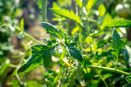 Tomato plant leaves close up. Green twigs and stem of tomato growing in the rays of the bright sun. Selective focusの写真素材