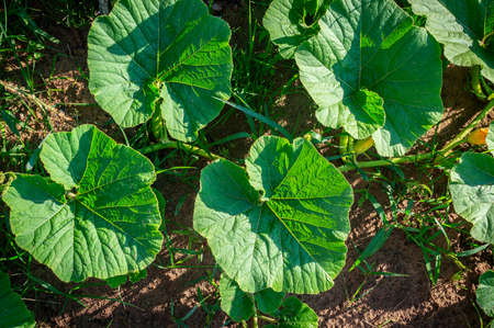 A pumpkin plant with lush young leaves creeps along the soil among the grass as it grows. Zucchini stem plant growth. Top viewの写真素材