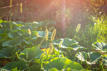 Blooming grass Timothy in the garden among pumpkin plants. Evening scene. Weeds in the Vegetable Garden. Selective focusの写真素材