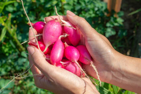 There is a lot of fresh ripe radishes in the young womans palms. Outdoors scene on the background of the greenery of the vegetable gardenの写真素材