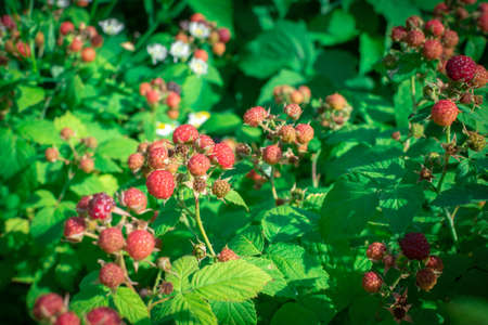 Red raspberries that ripen on a raspberry bush. Close-upの写真素材