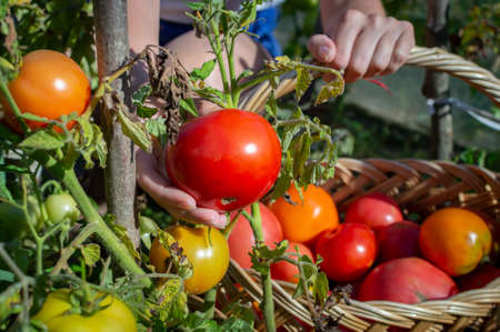 A young woman farmer picks tomatoes from a bush and puts them in a wicker harvesting basket. Frontal viewの写真素材