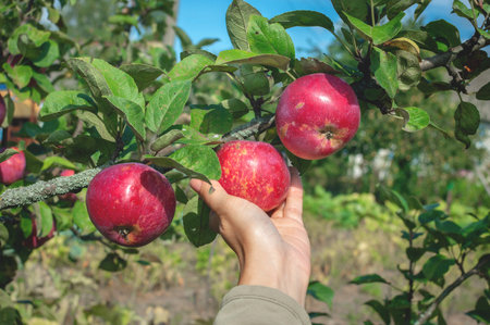 Young female hand holds beautiful tasty red apple on branch of apple tree in orchard, harvesting....