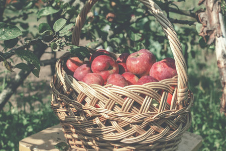 A wicker basket full of ripe apples stands on a stool in an apple orchard. Pastel, bleached toning. Side view.の写真素材