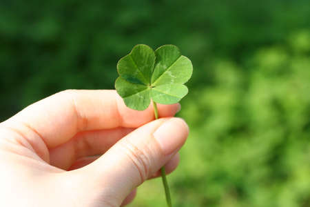 This is a picture of a natural four leaf clover This is a picture of a natural four leaf clover