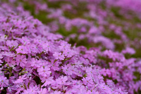 moss phloxの写真素材