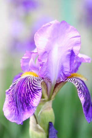 Irisの写真素材