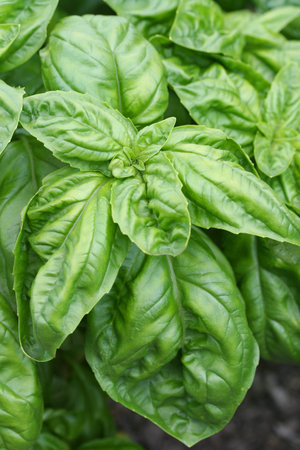 basil