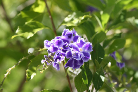 Duranta