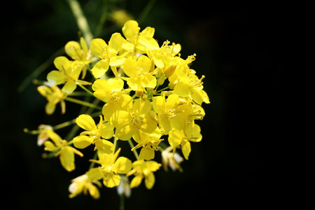 Japanese rapeseed flower