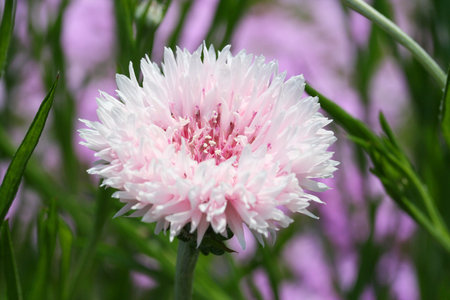 Cornflowerの写真素材