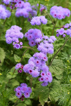 Ageratumの写真素材