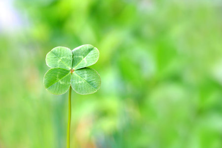 Four leaf cloverの写真素材