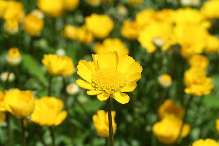 Chrysanthemum multicaule