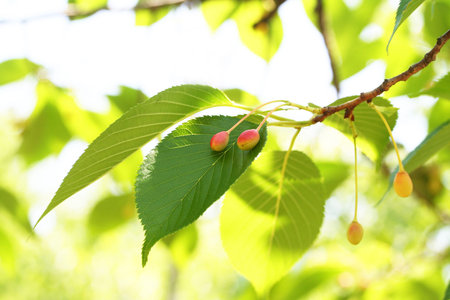 Fruit of Japanese Oshima cherry