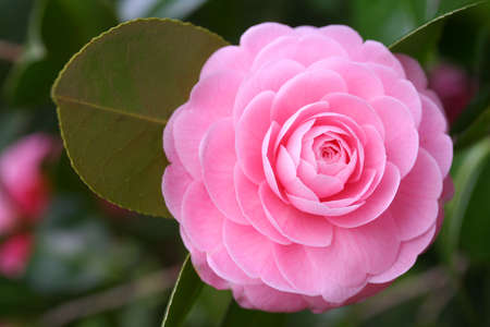 Double-flowered camelliaの写真素材
