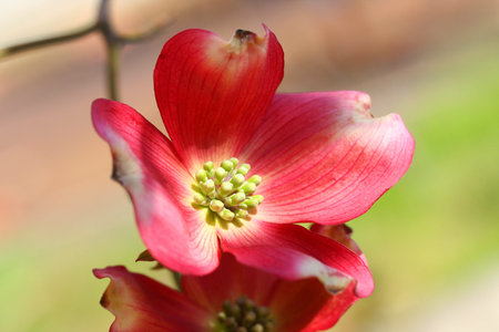 flowering dogwoodの写真素材
