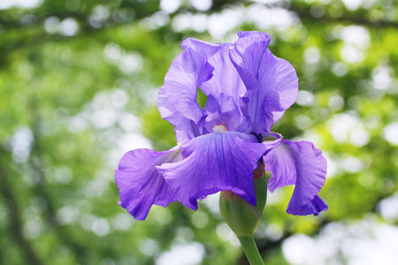 German iris