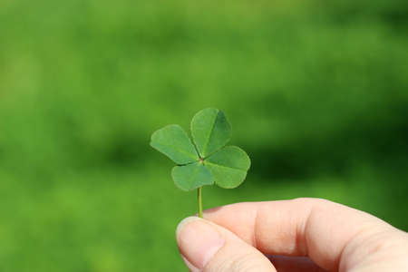 Holding a four leaf cloverの写真素材