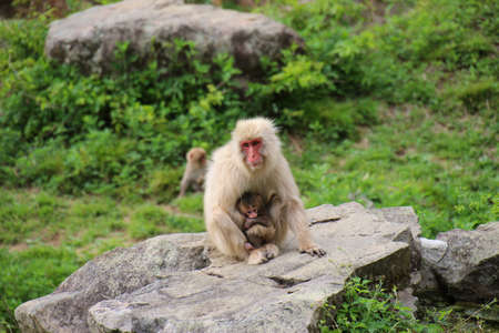Mother and child of Japanese macaqueの写真素材