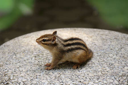 Chipmunkの写真素材