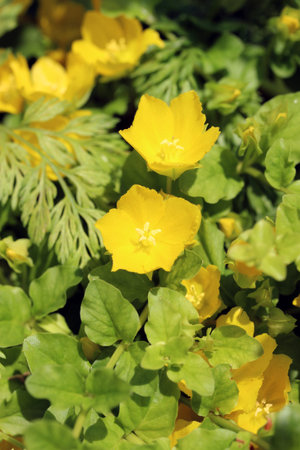 Golden creeping Jenny Lysimachia nummulariaAurea