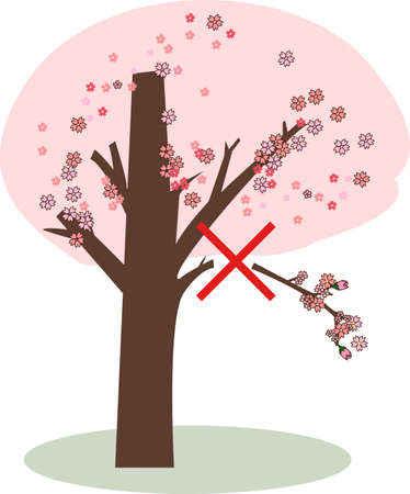 It is prohibited to break the branches of cherry blossoms.のイラスト素材