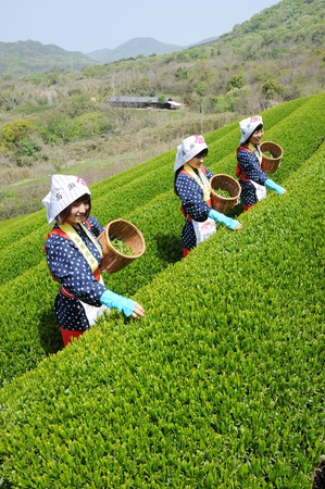 Mitoyo Kagawa, Japan - April 23: Young japanese women with traditional clothing kimono harvesting tea leaves on hill of tea plantation on April 23, 2012 Mitoyo Kagawa, Japan.のeditorial素材