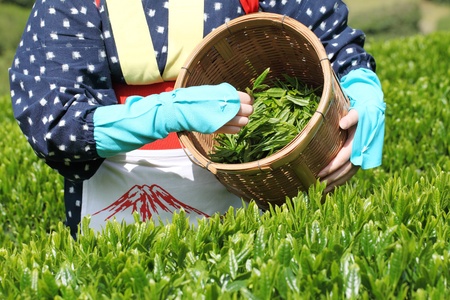 Mitoyo Kagawa, Japan - April 23: Young japanese woman with traditional clothing kimono harvesting tea leaves on hill of tea plantation on April 23, 2012 Mitoyo Kagawa, Japan.のeditorial素材