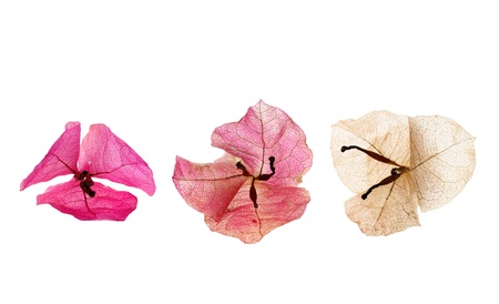bougainvillea flowerの写真素材