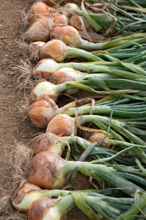 Ripe harvested onion bulbs on the fieldの写真素材