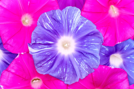 morning glory flower background