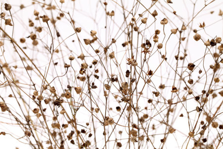 dry plant grass on a white background  