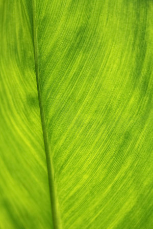 closeup of fresh green leaf as background  の写真素材