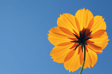 close up of cosmos flower against clear blue skyの写真素材