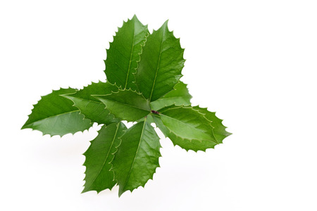 branch of holly on white backgroundの写真素材