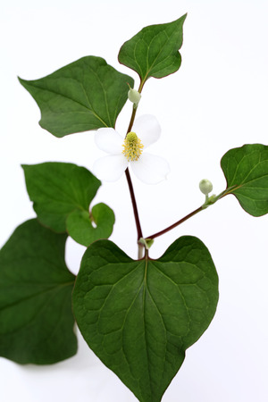 white flower of a houttuynia cordate plantの写真素材