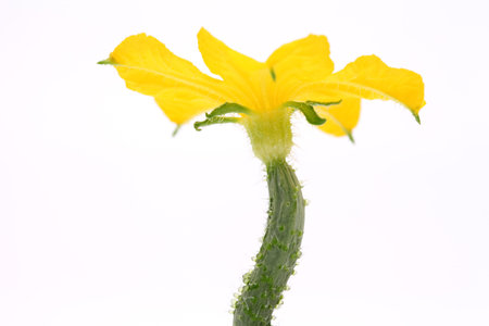 cucumber flower on white backgroundの写真素材