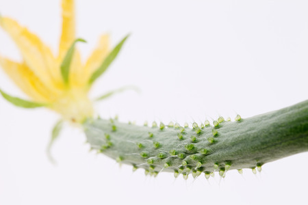 small cucumber with flower on white backgroundの写真素材
