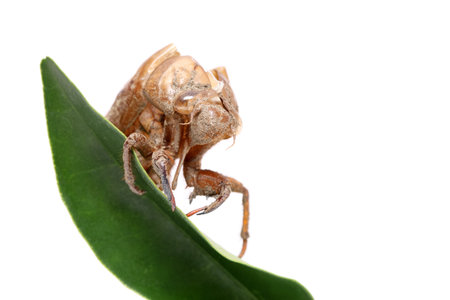 close up of cicada slough