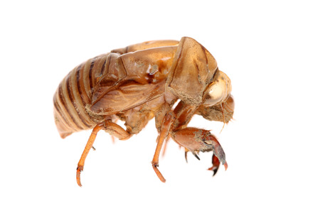 cicada slough isolated on white backgroundの写真素材