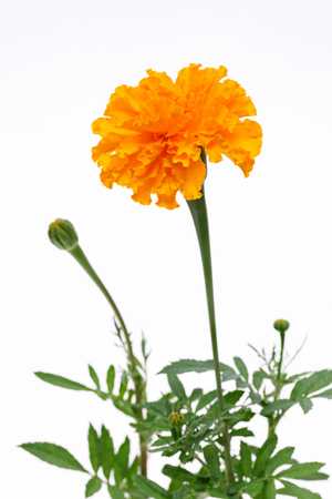 marigold flower on white backgroundの写真素材