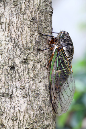 cicada holding on a tree, Cryptotympana facialis, kumazemiの写真素材
