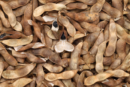 Soybeans pod, harvest of soy beans background