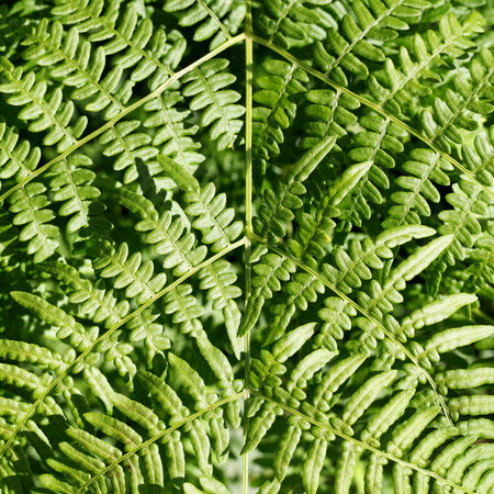 green fern as a background