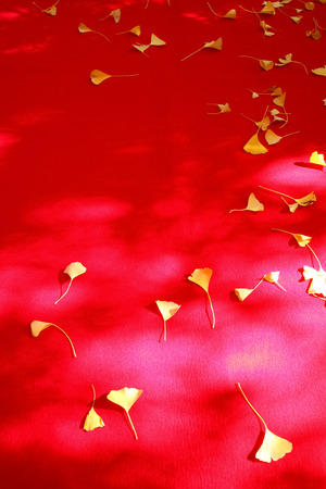 Background of autumn leaves on red fabricの写真素材
